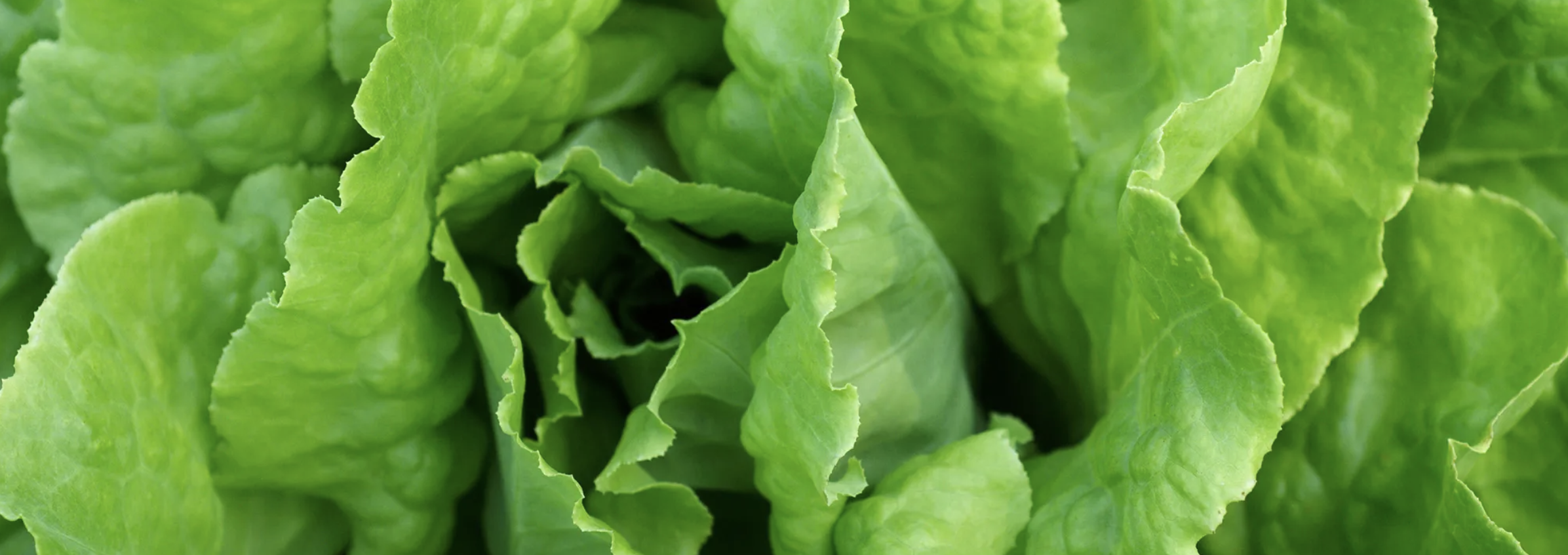 Sebze Kurutma Makineleri